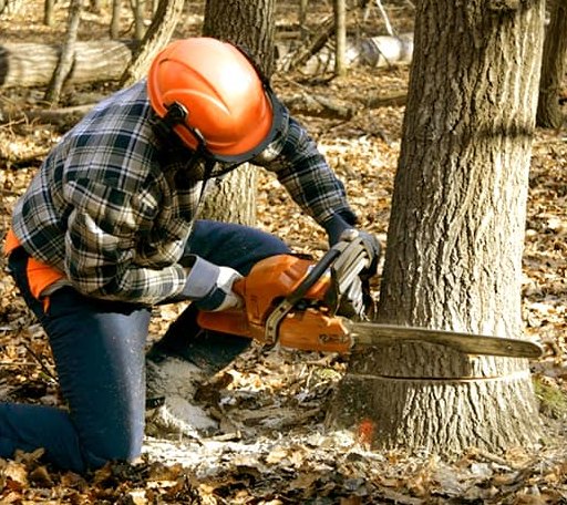 Tree Removal in Newtown, CT
